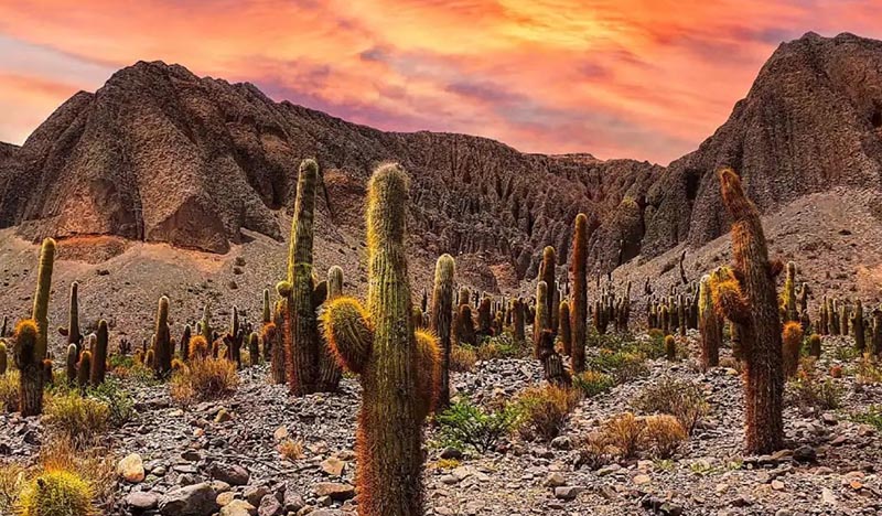 Vuelta a los Valles con Cafayate